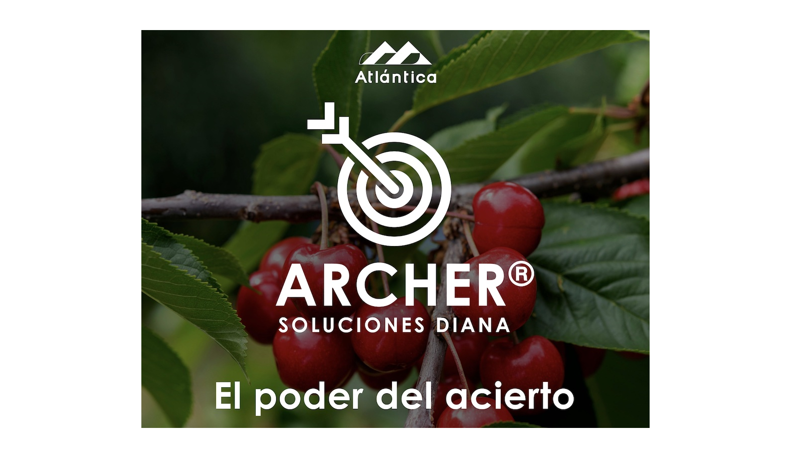 Archer atlantica agricola|Línea Archer